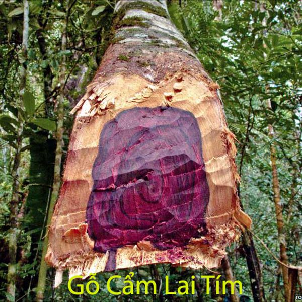 Gỗ Cẩm Lai tím với gam màu tím đẹp mắt vân gỗ đẹp.