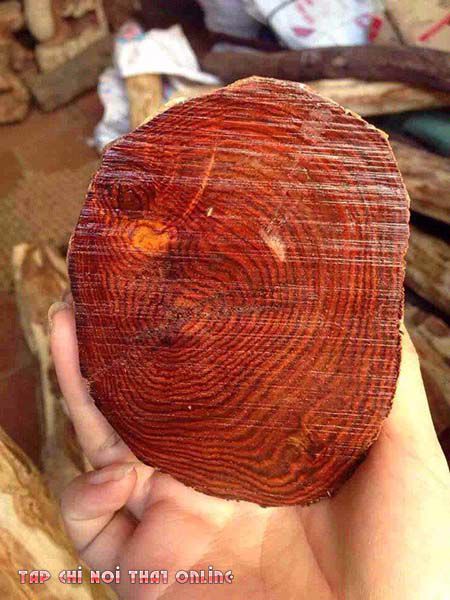 Vân gỗ sưa đỏ nhìn khá chất với màu sắc đẹp.