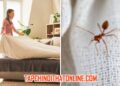 Cách Đuổi Kiến Trong Phòng Ngủ Hiệu Quả Triệt Để